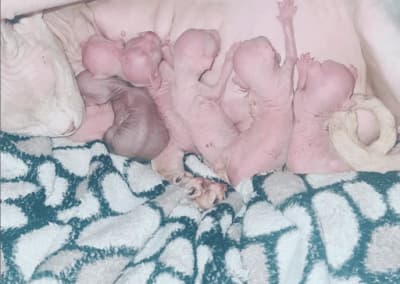 Naissance chatons sphynx rose 2022_1