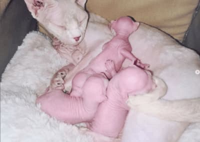 Naissance chatons sphynx rose 2022_2