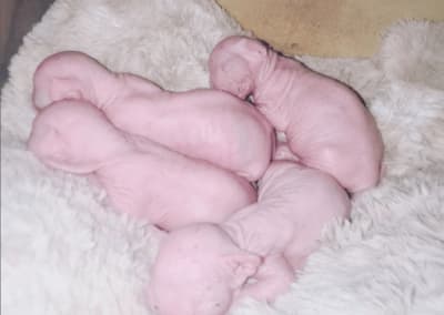 Naissance chatons sphynx rose 2022_4