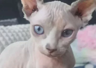 Elf cat d'élevage familiale Belgique