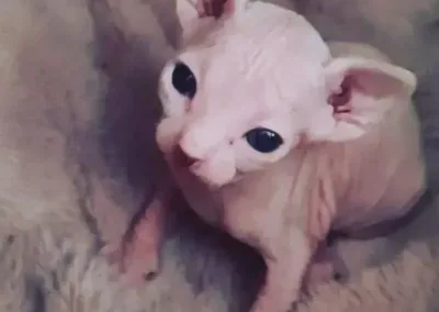 chaton-sphynx-bebe yeux grand ouvert