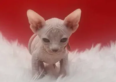 réveille du chaton sphynx de Nivelles