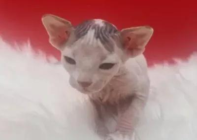 naissance de bébé chaton sphynx sur fond rouge