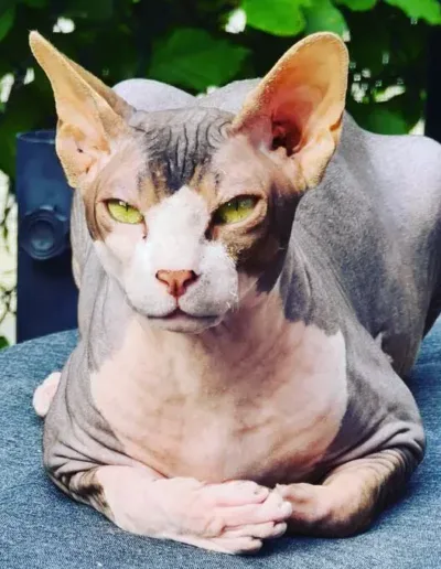 reproductrice sphynx male Hiji Nivellles